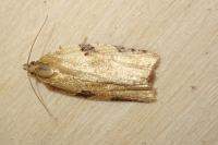 Clepsis spectrana
