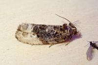Hedya nubiferana