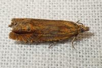 Lathronympha strigana