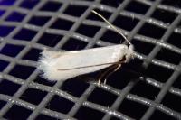 Opostega salaciella