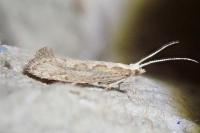 Plutella xylostella