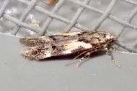 Teleiodes luculella