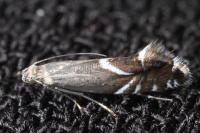 Glyphipterix