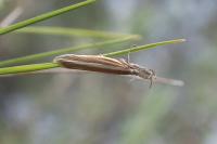 Pleurota aristella