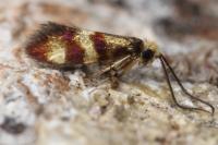 Micropterix aglaella