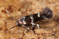 Stephensia brunnichella