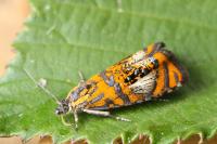 Olethreutes arcuella