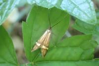 Nemophora degeerella