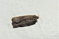 Archips rosana