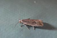 Bactra