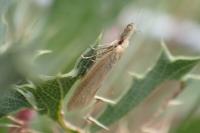 Pleurota
