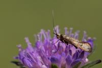 Nemophora metallica