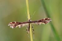 Geina didactyla