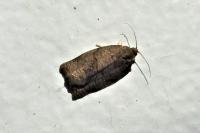 Archips rosana