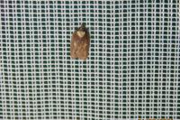 Acleris hastiana