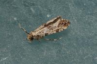 Morophaga choragella