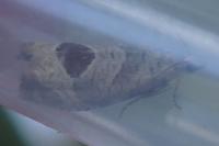 Notocelia uddmanniana