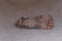 Piniphila bifasciana