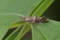 Elachista