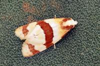 Phalonidia albipalpana