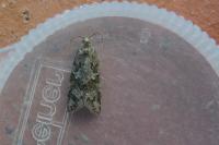 Cnephasia