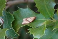 Clepsis consimilana