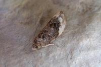 Hedya nubiferana