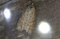 Isotrias stramentana