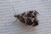 Tebenna micalis