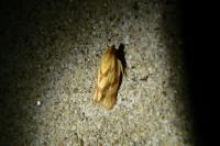 Clepsis pallidana