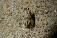 Phalonidia contractana