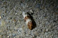 Phtheochroa fulvicinctana