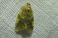 Epagoge grotiana