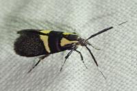 Dasycera oliviella