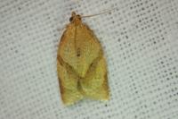 Clepsis consimilana