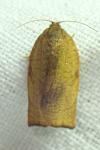 Cacoecimorpha pronubana