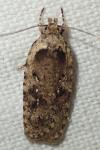 Agonopterix