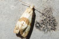 Phalonidia contractana