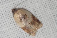 Acleris variegana