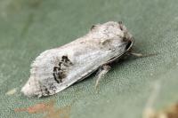 Parahypopta caestrum