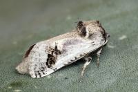 Parahypopta caestrum