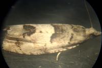 Epinotia bilunana