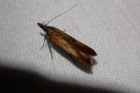 Dichomeris ustalella