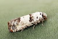 Epinotia dalmatana
