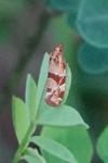 Aethes hartmanniana/piercei