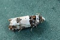 Epinotia thapsiana