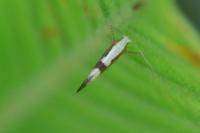 Argyresthia pruniella