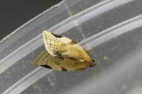 Paramesia gnomana
