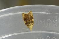 Aleimma loeflingiana