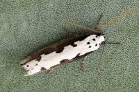 Ethmia bipunctella